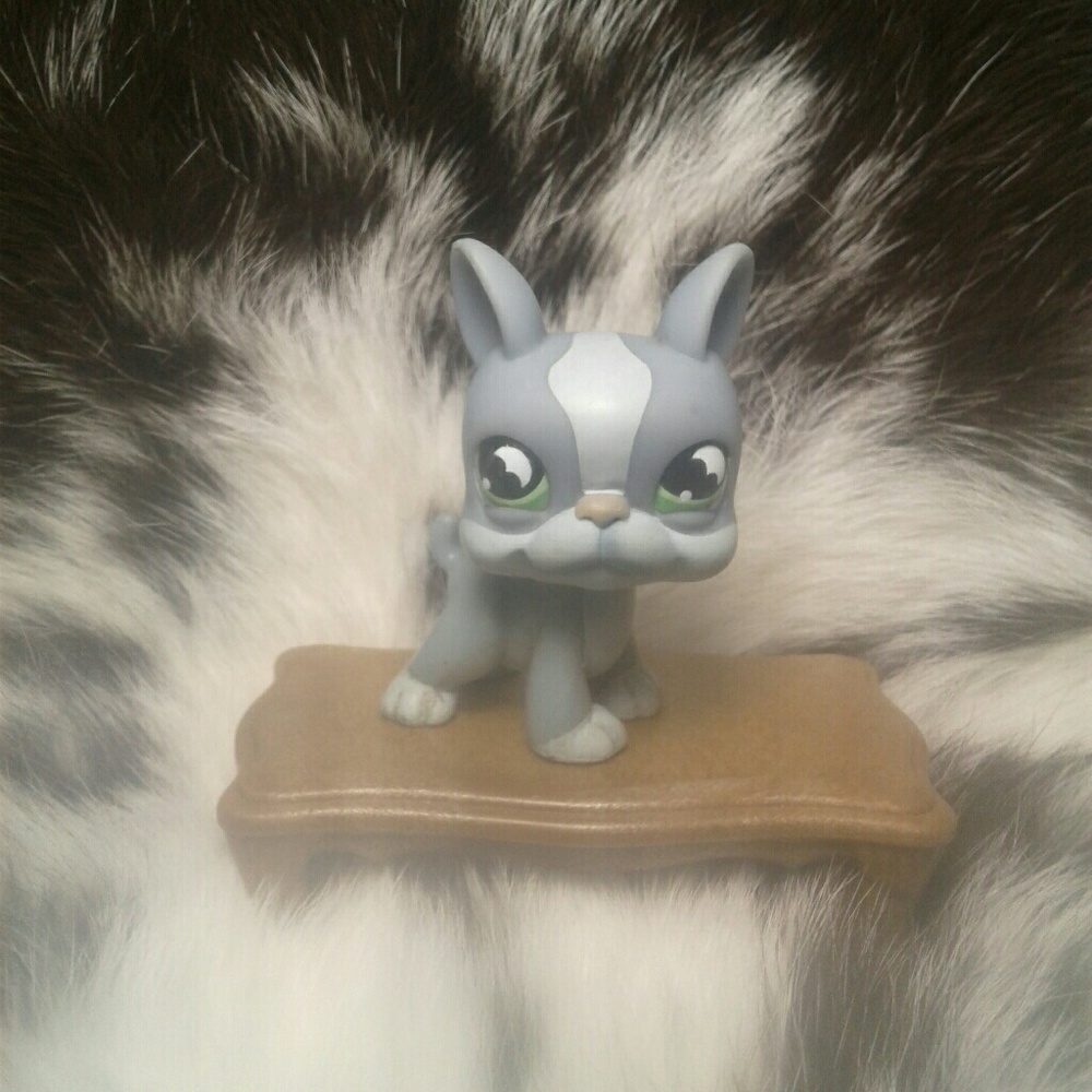 Littlest Pet Shop Boston Terrier #857